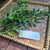 Sinyo Nakal ( Duranta erecta ) Golden Dewdrop, 600 Grams