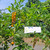 Sinyo Nakal ( Duranta erecta ) Golden Dewdrop, 780 Grams