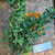 Sinyo Nakal ( Duranta erecta ) Golden Dewdrop, 780 Grams
