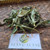 Walangan (Eryngium foetidum) Culantro, 180 Grams