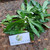 Walangan (Eryngium foetidum) Culantro, 180 Grams