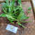 Berlangkas (Polyscias fruticosa) Ming Aralia, 90 Grams