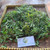 Berlangkas (Polyscias fruticosa) Ming Aralia, 180 Grams