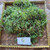 Berlangkas (Polyscias fruticosa) Ming Aralia, 180 Grams