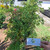 Berlangkas (Polyscias fruticosa) Ming Aralia, 360 Grams