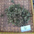 Berlangkas (Polyscias fruticosa) Ming Aralia, 360 Grams