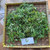 Berlangkas (Polyscias fruticosa) Ming Aralia, 360 Grams