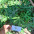 Tree Spinach (Cnidoscolus aconitifolius) Chaya, 360 Grams