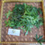 Tree Spinach (Cnidoscolus aconitifolius) Chaya, 360 Grams