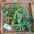 Tree Spinach (Cnidoscolus aconitifolius) Chaya, 360 Grams