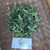 Tree Spinach (Cnidoscolus aconitifolius) Chaya, 360 Grams