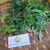 Tree Spinach (Cnidoscolus aconitifolius) Chaya, 780 Grams