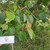 Jati putih (Gmelina arborea) White Teak, 90 Grams