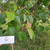 Jati putih (Gmelina arborea) White Teak, 180 Grams