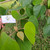 Jati putih (Gmelina arborea) White Teak, 360 Grams