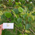Jati putih (Gmelina arborea) White Teak, 360 Grams