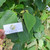 Jati putih (Gmelina arborea) White Teak, 600 Grams
