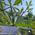 Kamboja - Frangipani Leaves, 90 Grams