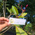 Kamboja - Frangipani Leaves, 180 Grams