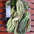Kamboja - Frangipani Leaves, 180 Grams