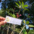 Kamboja - Frangipani Leaves, 600 Grams