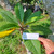 Kamboja - Frangipani Leaves, 780 Grams