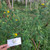 Cacabean (Ludwigia octovalvis) Mexican primrose-willow, 180 Grams