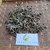 Cacabean (Ludwigia octovalvis) Mexican primrose-willow, 780 Grams