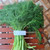 Adas (Foeniculum vulgare) Fennel, 600 Grams