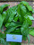 Srikaya (Annona squamosa) Sugar apple, 90 Grams