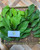 Srikaya (Annona squamosa) Sugar apple, 180 Grams