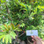 Srikaya (Annona squamosa) Sugar apple, 360 Grams