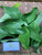 Srikaya (Annona squamosa) Sugar apple, 600 Grams