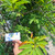 Srikaya (Annona squamosa) Sugar apple, 780 Grams