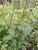 Ajeran (Bidens pilosa), 90 Grams