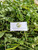 Ajeran (Bidens pilosa), 360 Grams