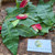 Kastuba (Euphorbia pulcherrima) Poinsettia, 90 Grams