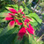 Kastuba (Euphorbia pulcherrima) Poinsettia, 180 Grams