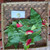 Kastuba (Euphorbia pulcherrima) Poinsettia, 180 Grams