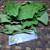 Kastuba (Euphorbia pulcherrima) Poinsettia, 600 Grams