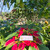 Kastuba (Euphorbia pulcherrima) Poinsettia, 780 Grams