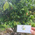 Kakao (Theobroma Cacao) Cocoa, 600 Grams