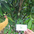 Kakao (Theobroma Cacao) Cocoa, 600 Grams