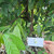 Kakao (Theobroma Cacao) Cocoa, 780 Grams