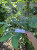 Salam (Syzygium polyanthum) Indonesian Bay leaf, 90 Grams