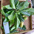 Pace Mengkudu (Morinda citrifolia) Indian Mulberry, 180 Grams
