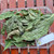 Pace Mengkudu (Morinda citrifolia) Indian Mulberry, 780 Grams
