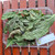 Pace Mengkudu (Morinda citrifolia) Indian Mulberry, 780 Grams