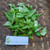 Pacar Air ( Impatiens balsamina ) Rose Balsam, 90 Grams