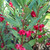 Pacar Air ( Impatiens balsamina ) Rose Balsam, 360 Grams